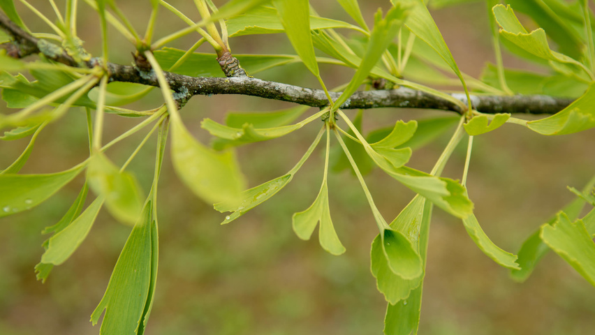 Ginkgo biloba 'Saratoga' liście