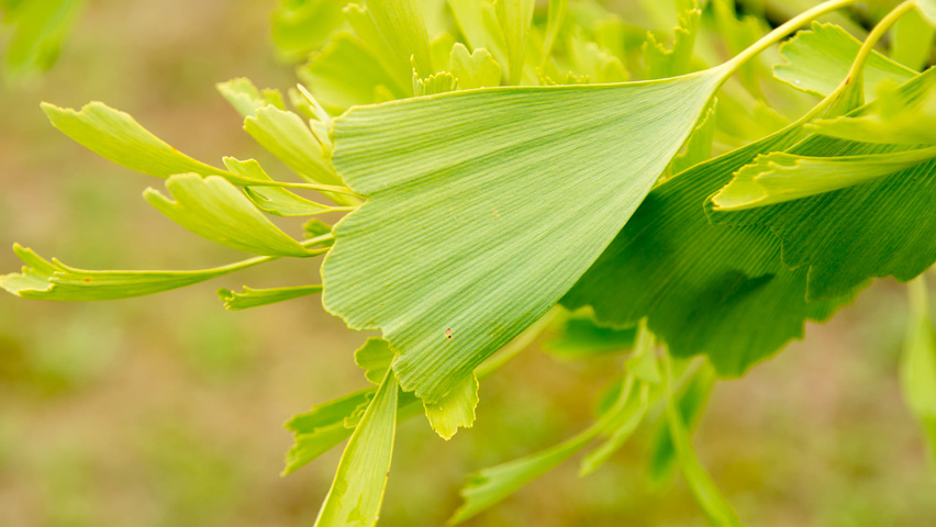 Ginkgo biloba 'Saratoga' liście