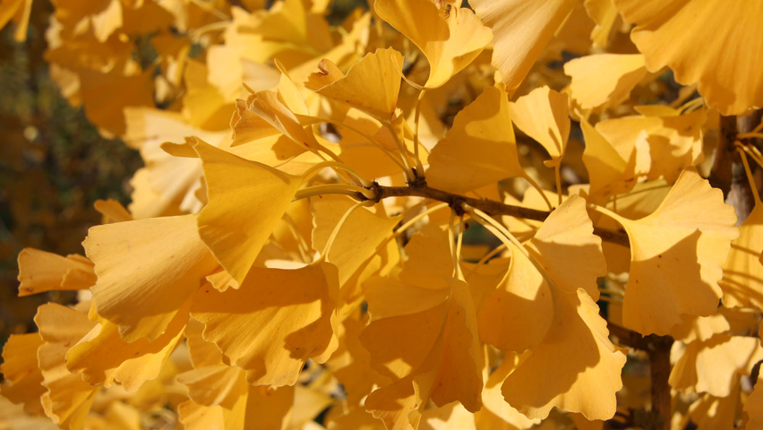 Ginkgo biloba 'Tit' осенняя  листьев