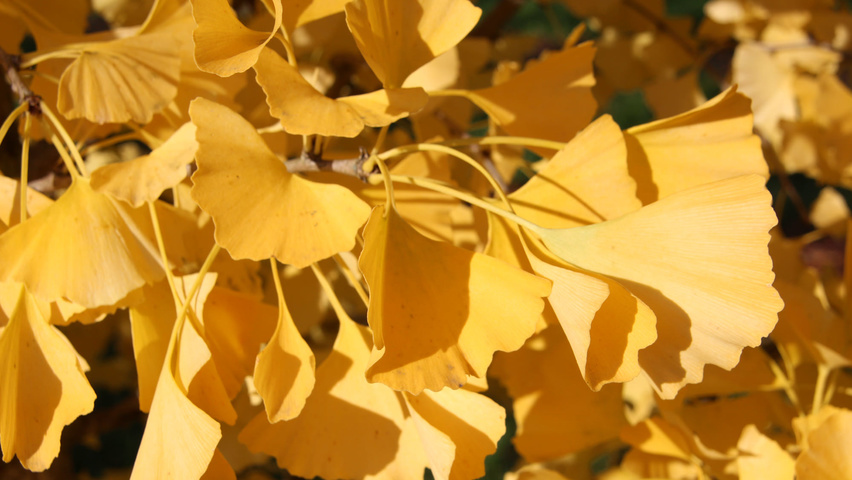 Ginkgo biloba 'Tit' осенняя  листьев