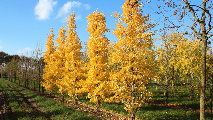 Ginkgo biloba 'Tit' Деревья с центральным стволом и ветвями от земли