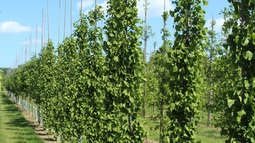 Ginkgo biloba 'Tit' Деревья с центральным стволом и ветвями от земли