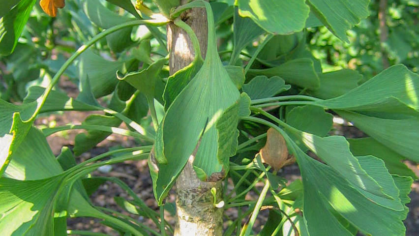 Ginkgo biloba 'Tit' листья