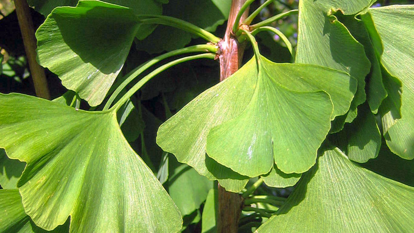 Ginkgo biloba 'Tit' листья