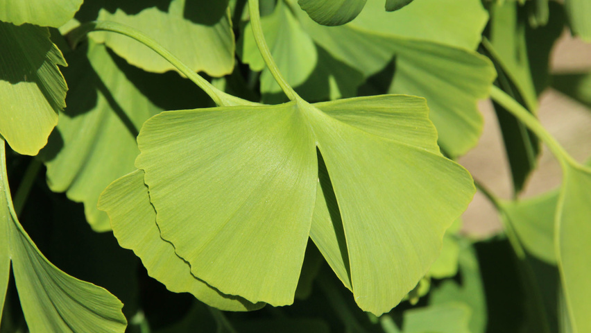 Ginkgo biloba 'Tit' листья