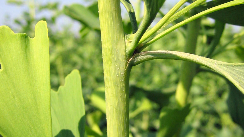 Ginkgo biloba 'Tit' ветви