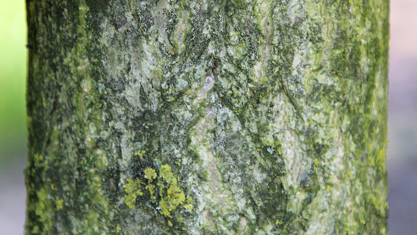 Ginkgo biloba 'Tremonia' bast