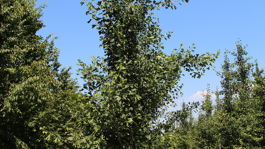 Ginkgo biloba 'Tremonia' beveerd