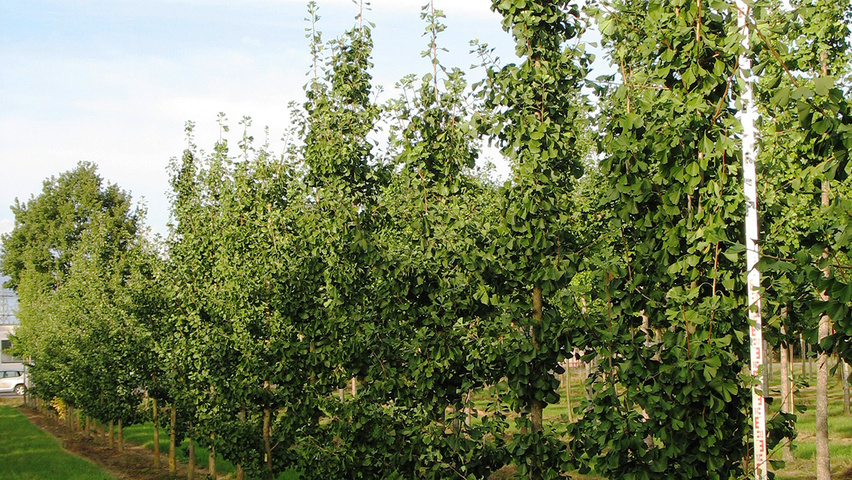 Ginkgo biloba 'Tremonia' hoogstam