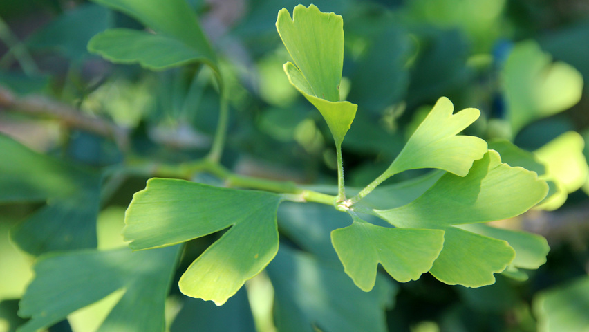 Ginkgo biloba 'Tremonia' blad