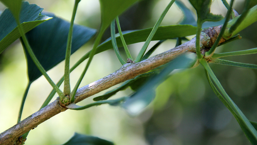 Ginkgo biloba 'Tremonia' twijgen