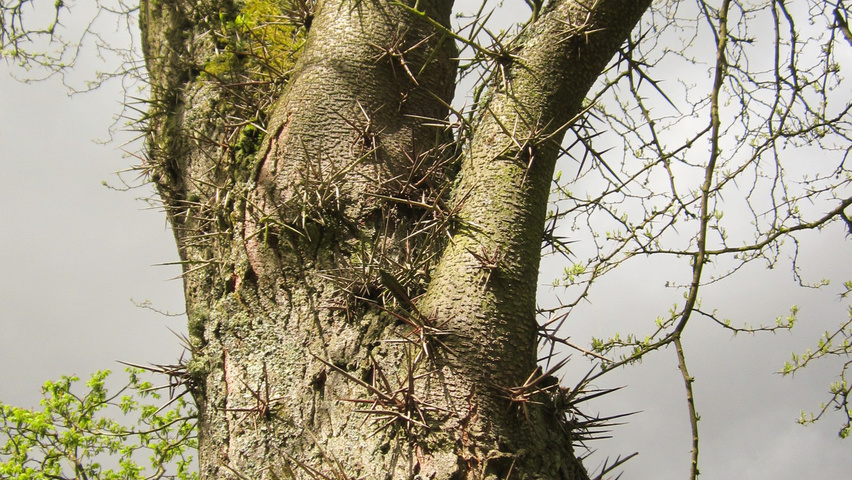Gleditsia triacanthos bark