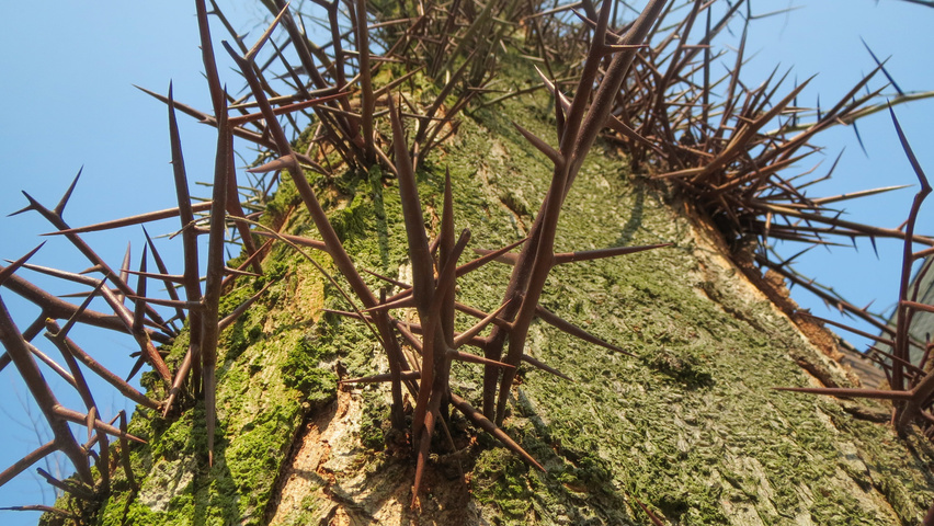 Gleditsia triacanthos bark