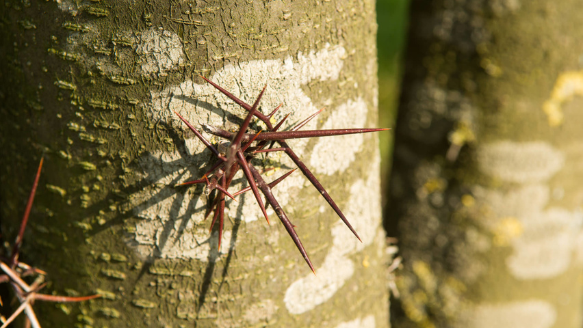 Gleditsia triacanthos bark