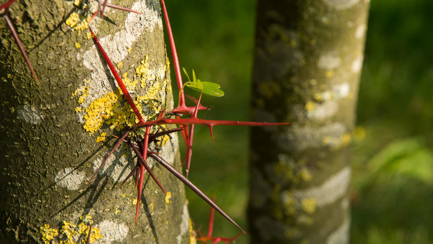 Gleditsia triacanthos bark