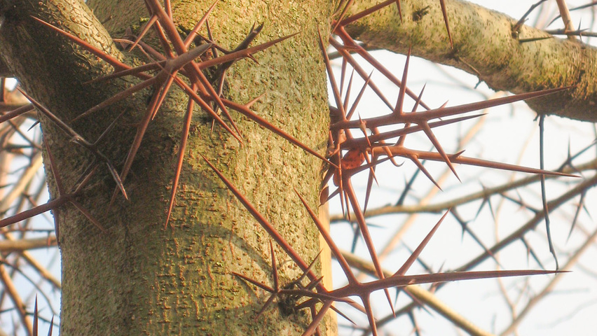 Gleditsia triacanthos bark