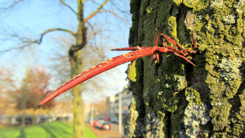 Gleditsia triacanthos bark