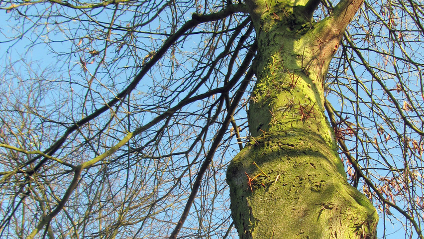 Gleditsia triacanthos bark