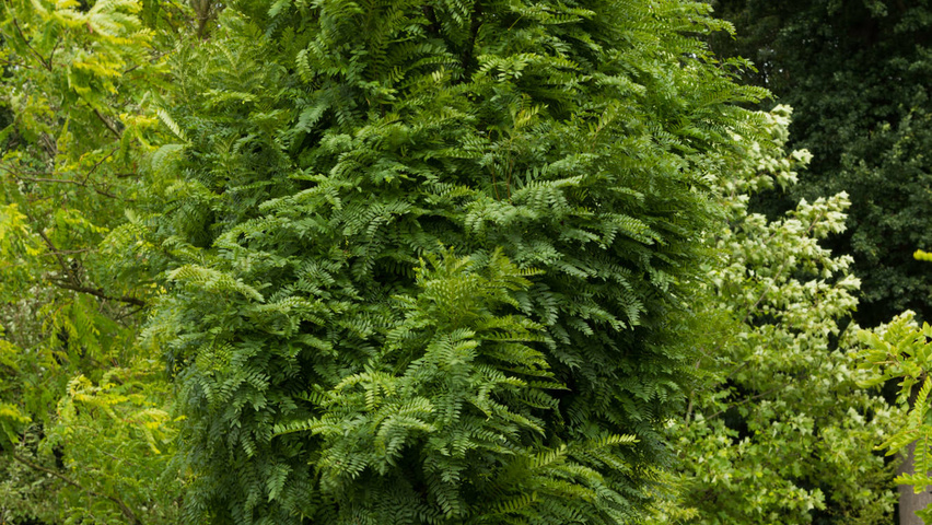 Gleditsia triacanthos 'Elegantissima' Stammbüsche