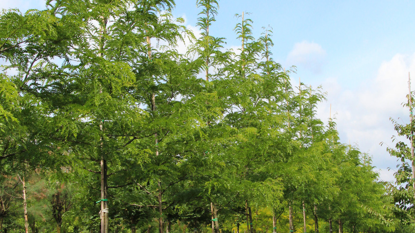 Gleditsia triacanthos 'Elegantissima' hochstämmig