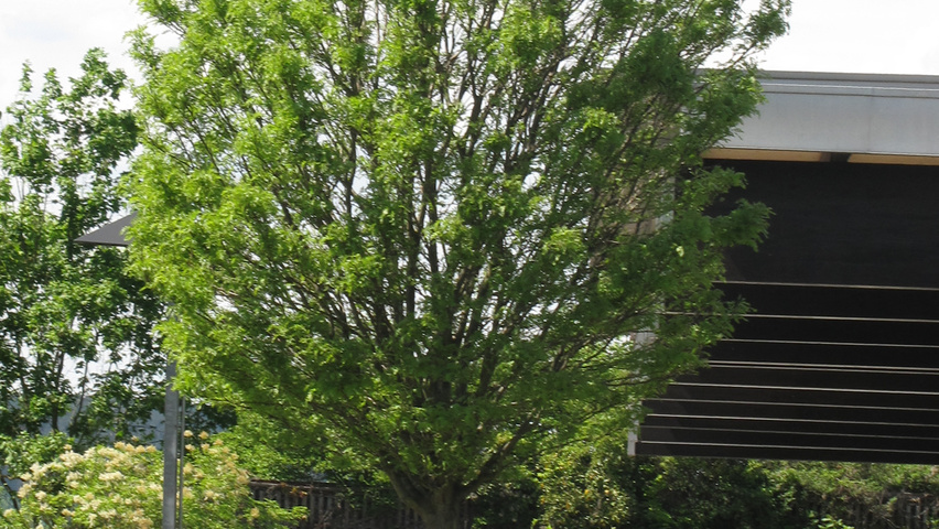 Gleditsia triacanthos 'Elegantissima' hochstämmig