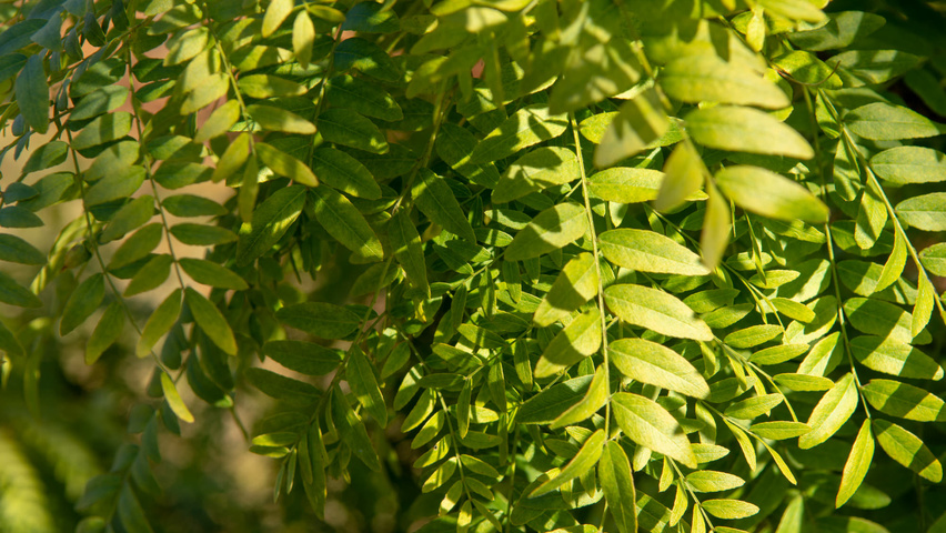 Gleditsia triacanthos 'Elegantissima' Blatt