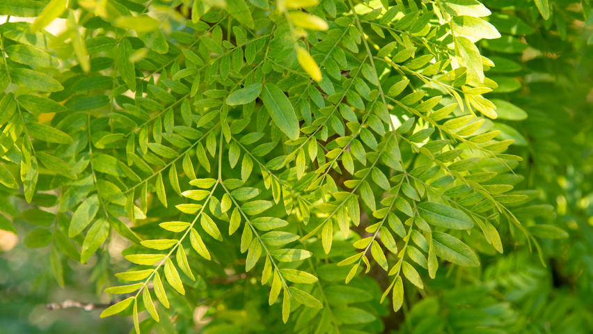Gleditsia triacanthos 'Elegantissima' Blatt