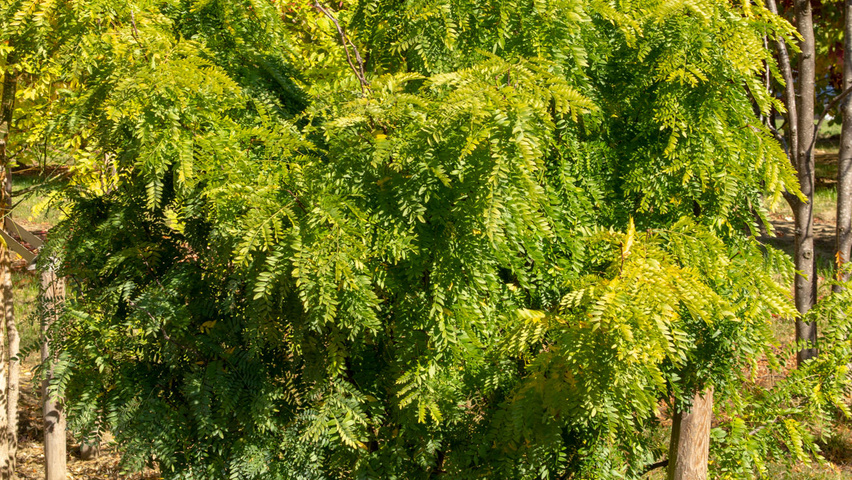 Gleditsia triacanthos 'Elegantissima' mehrstämmige