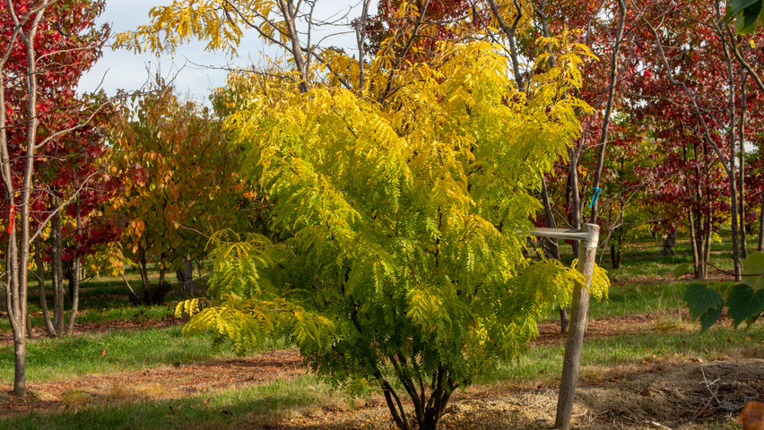Gleditsia triacanthos 'Elegantissima' mehrstämmige