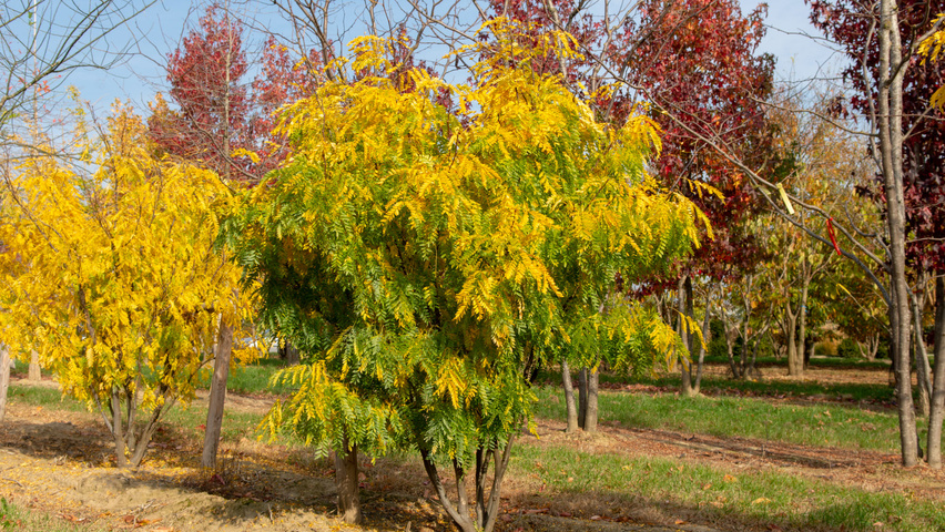 Gleditsia triacanthos 'Elegantissima' mehrstämmige
