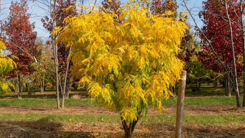 Gleditsia triacanthos 'Elegantissima' mehrstämmige