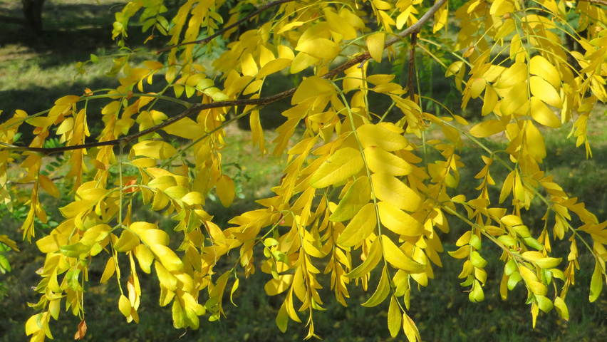 Gleditsia triacanthos f. inermis autumn leaves