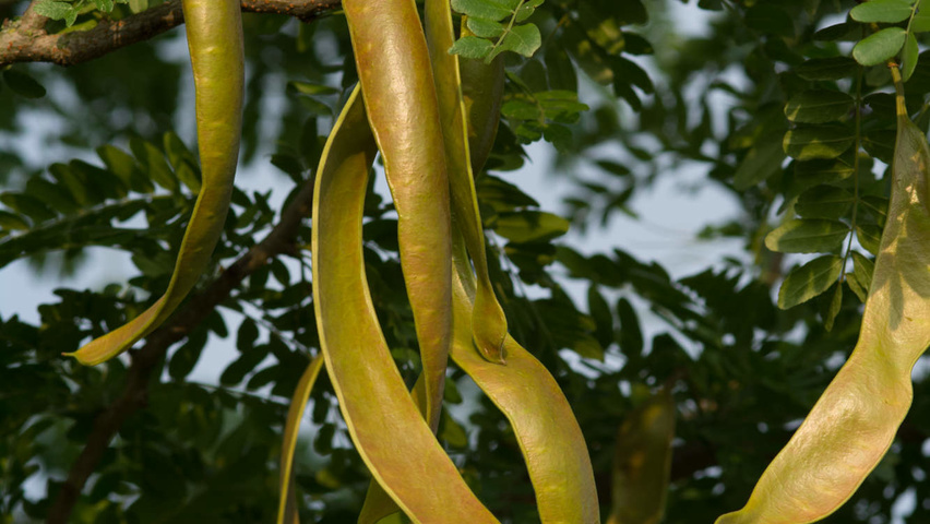 Gleditsia triacanthos f. inermis fruits