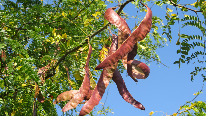 Gleditsia triacanthos f. inermis fruits