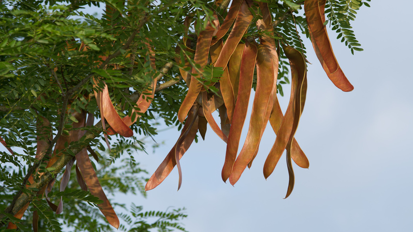 Gleditsia triacanthos f. inermis fruits