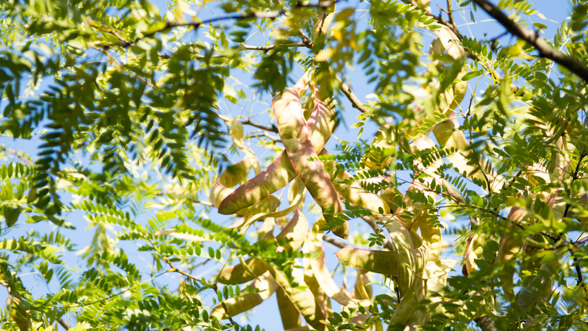 Gleditsia triacanthos f. inermis fruits