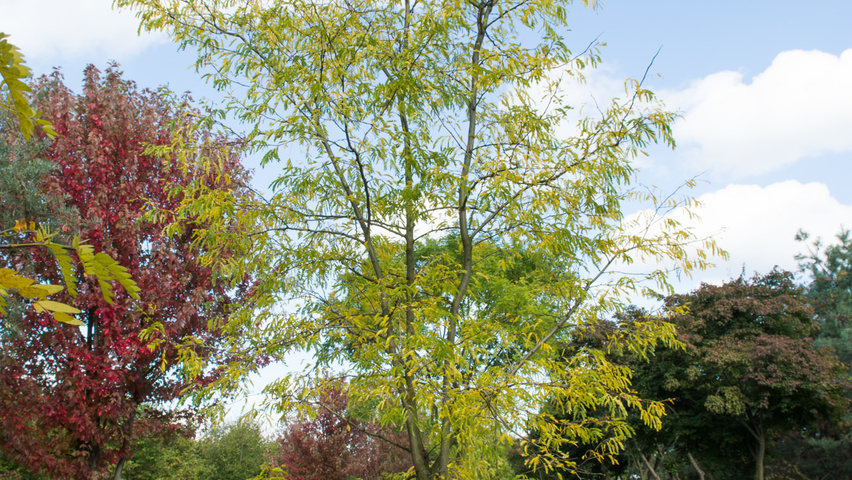 Gleditsia triacanthos f. inermis half-stem