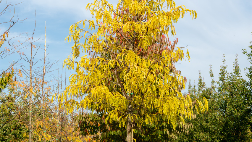 Gleditsia triacanthos f. inermis standard tree