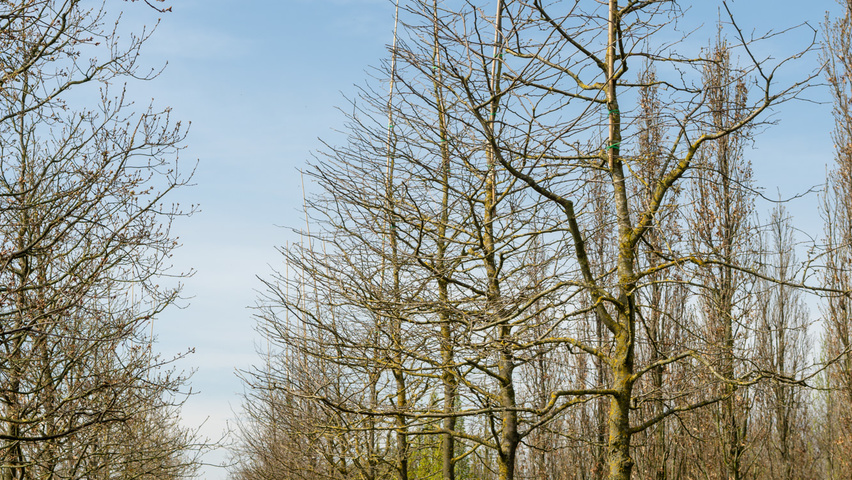 Gleditsia triacanthos f. inermis standard tree