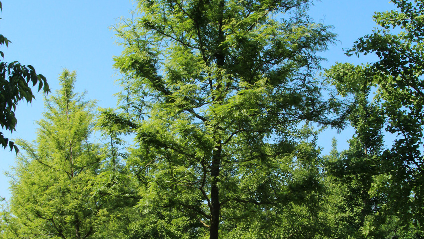 Gleditsia triacanthos f. inermis standard tree
