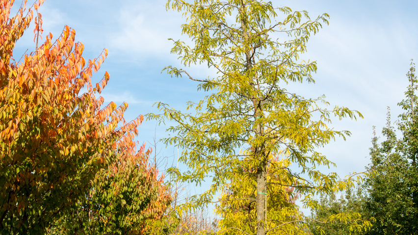 Gleditsia triacanthos f. inermis standard tree