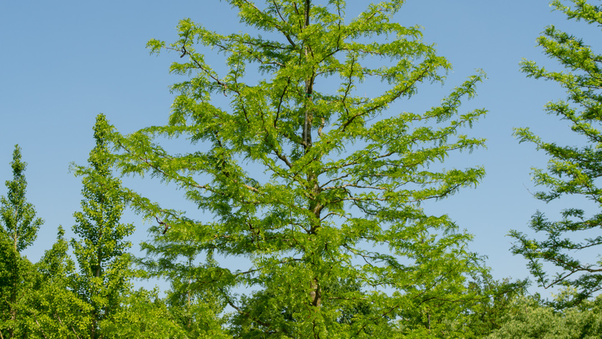 Gleditsia triacanthos f. inermis standard tree