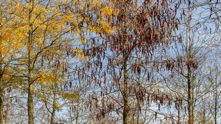 Gleditsia triacanthos f. inermis standard tree