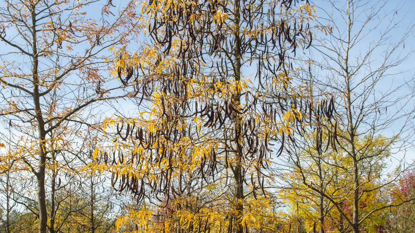 Gleditsia triacanthos f. inermis standard tree