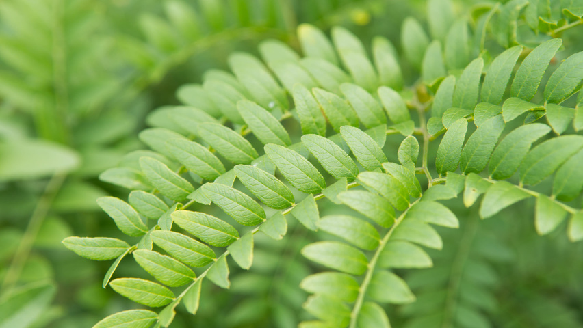 Gleditsia triacanthos f. inermis leaves
