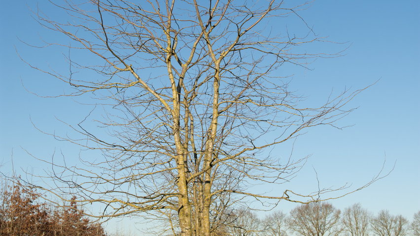 Gleditsia triacanthos f. inermis multi-stem umbrella
