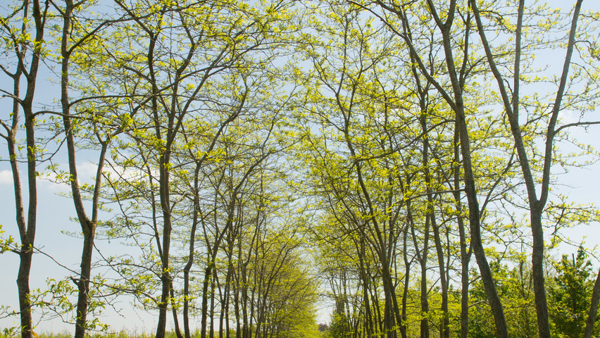 Gleditsia triacanthos f. inermis multi-stem umbrella