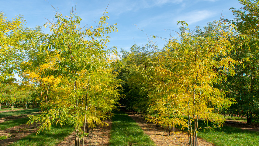 Gleditsia triacanthos f. inermis multi-stem umbrella