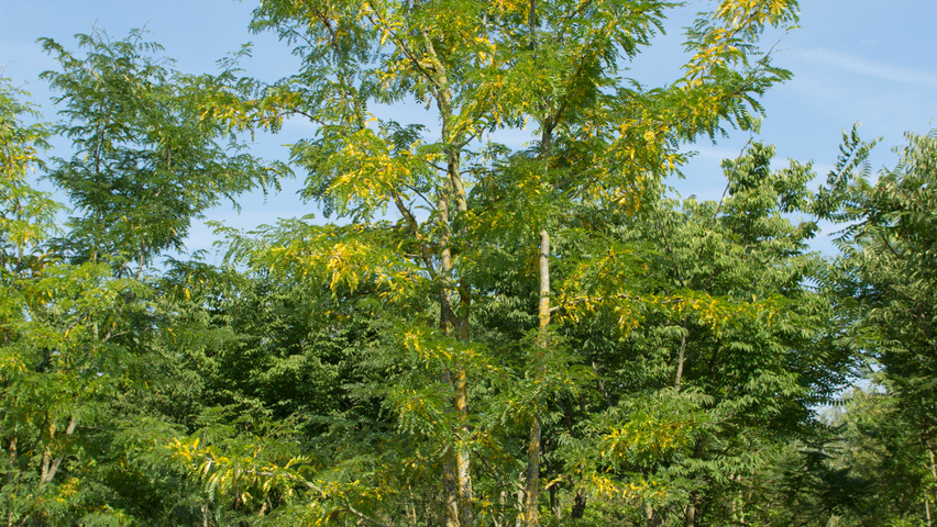 Gleditsia triacanthos f. inermis multi-stem umbrella