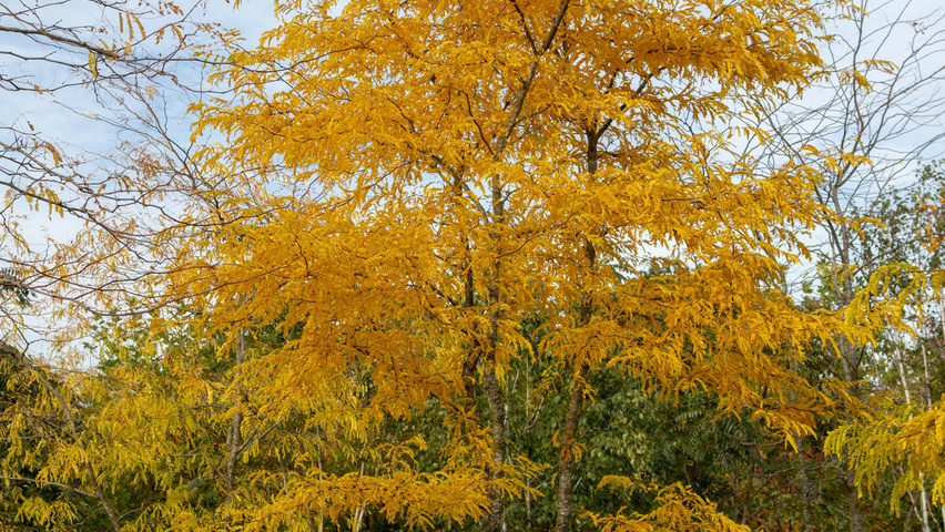 Gleditsia triacanthos f. inermis multi-stem umbrella